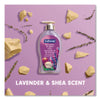 Softsoap® Antibacterial Hand Soap, Lavender and Shea Butter, 11.25 oz Liquid Soap - Office Ready